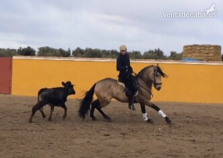 Lusitano