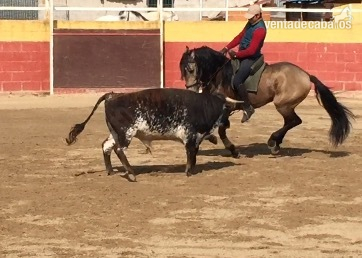 Lusitano {TYPE}