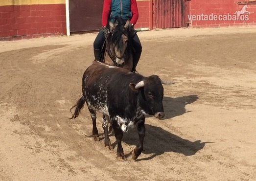 Caballos Enteros Lusitano - Lusitano bayo carta