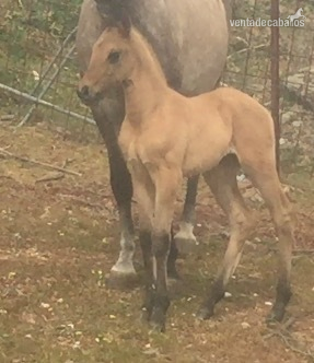 Lusitano bayo carta - Caballos Enteros Lusitano