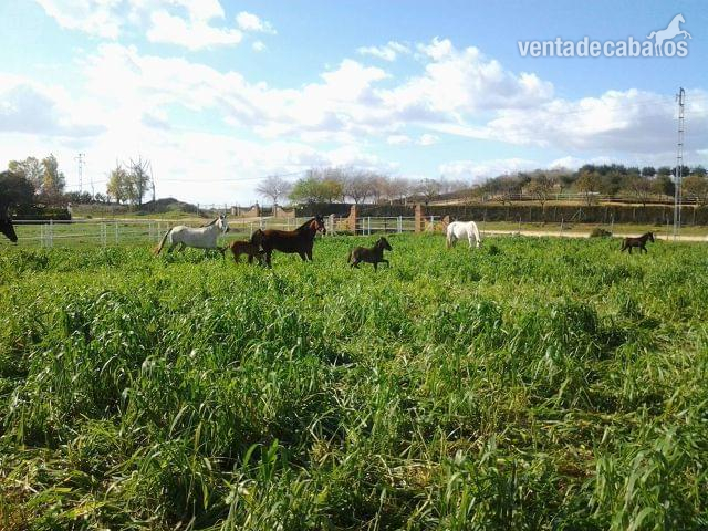 FINCA ECUESTRE PARA CABALLOS EN SEVILLA in Sevilla