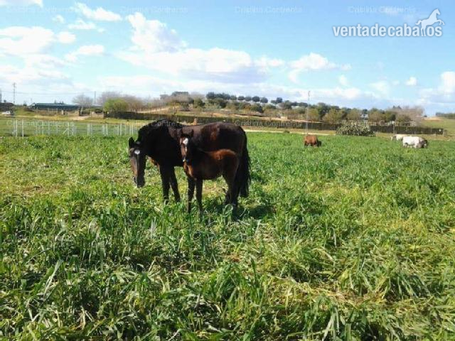 FINCA ECUESTRE PARA CABALLOS EN SEVILLA