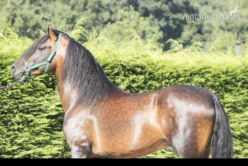 Caballos Pura Raza Española (P.R.E.) Pre - Venta de potro