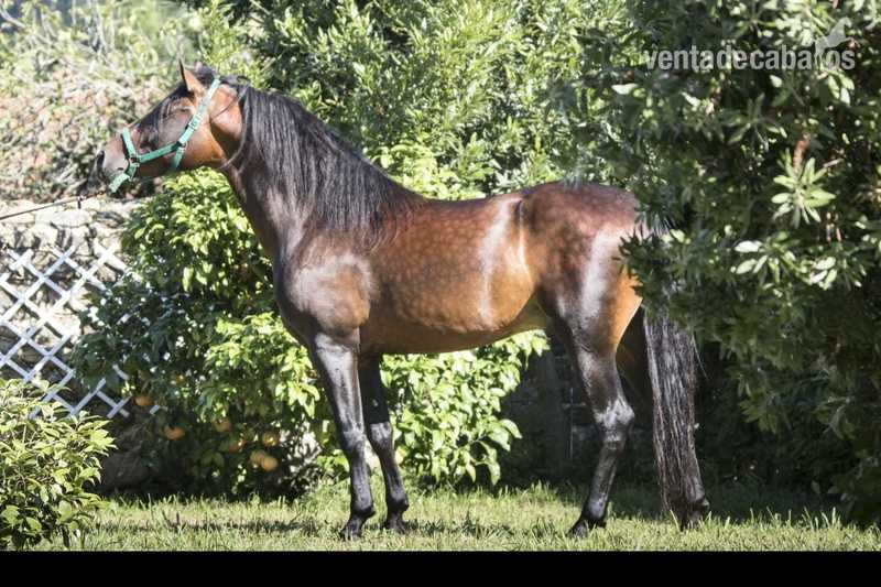 Venta de potro - Caballos Pura Raza Española (P.R.E.) Pre