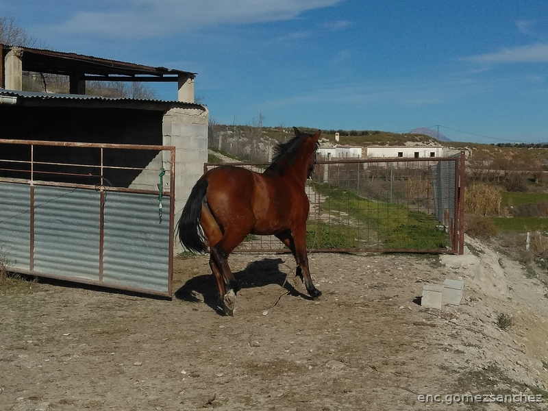Caballos Pura Raza Española (P.R.E.) Pura Raza Española - Vendo dos potras, Pura Raza Española. Con mucha nobleza, castañas y con un fantástico árbol genealógico. 