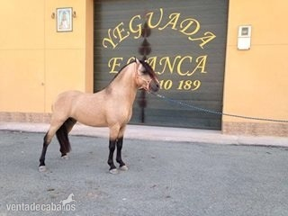 Venta de Ponis GARANTIZADOS in 
