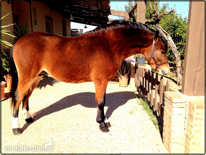 Poni Welsh {TYPE}