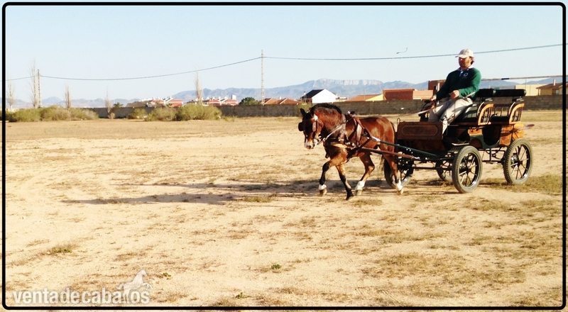 Ponis Pony Club Poni Welsh - Venta de Ponis GARANTIZADOS