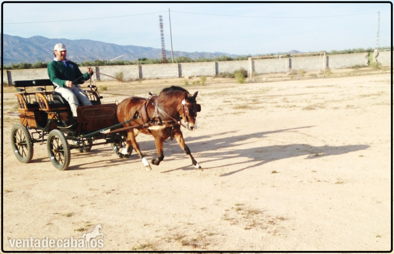 Venta de Ponis GARANTIZADOS - Ponis Pony Club Poni Welsh