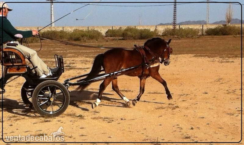 Venta de Ponis GARANTIZADOS - Poni Welsh