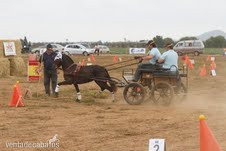 Poni Welsh