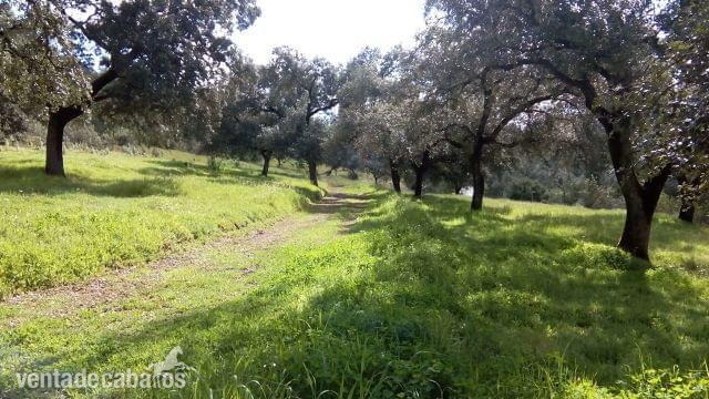 Finca en Cazalla de la Sierra in Cazalla de la Sierra