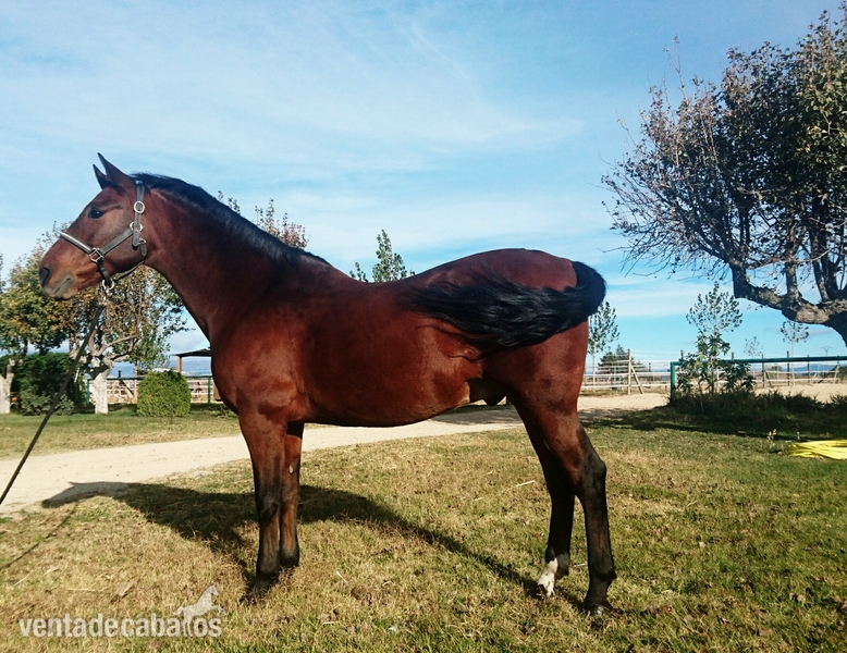Caballos Pura Raza Española (P.R.E.) Pura Raza Española - Fantástico PRE de Doma Clásica 