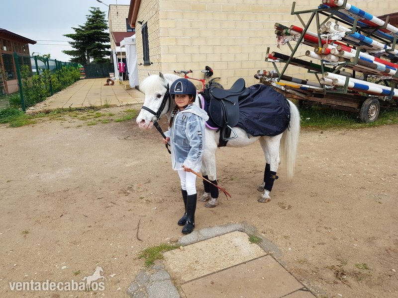 Se vende poni de salto con experiencia llamado king. in 