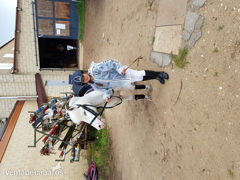 Poni Shetland 
