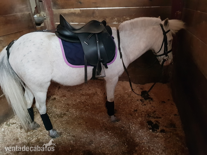 Poni Shetland  {TYPE}