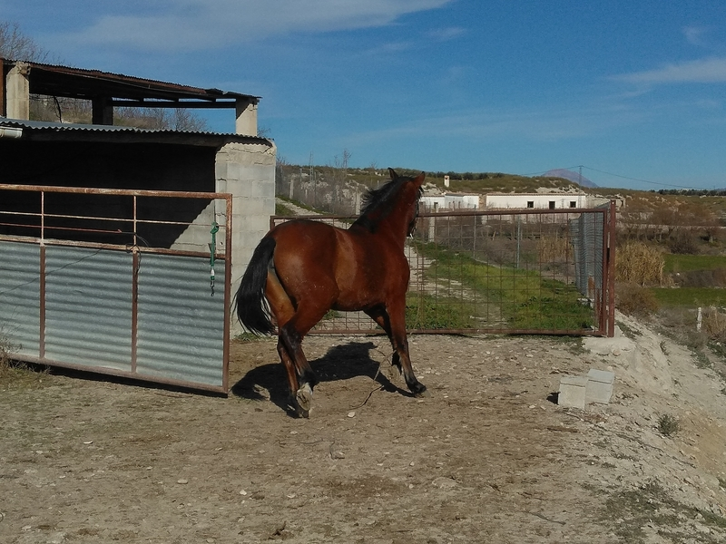 Caballos Pura Raza Española (P.R.E.) Pura Raza Española - Vendo dos potras, Pura Raza Española. Con mucha nobleza, castañas y con un fantástico árbol genealógico. 
