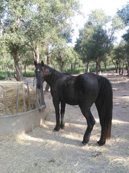 american paint. horse in 