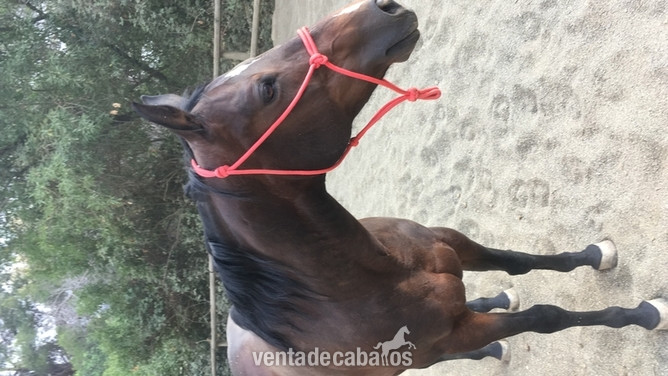 Yegua Quarter Horse con documentación  in 