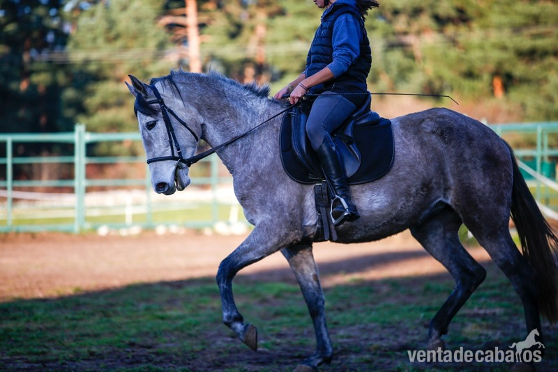 Yegua PRE 4 años  - Caballos Pura Raza Española (P.R.E.) Pura Raza Española