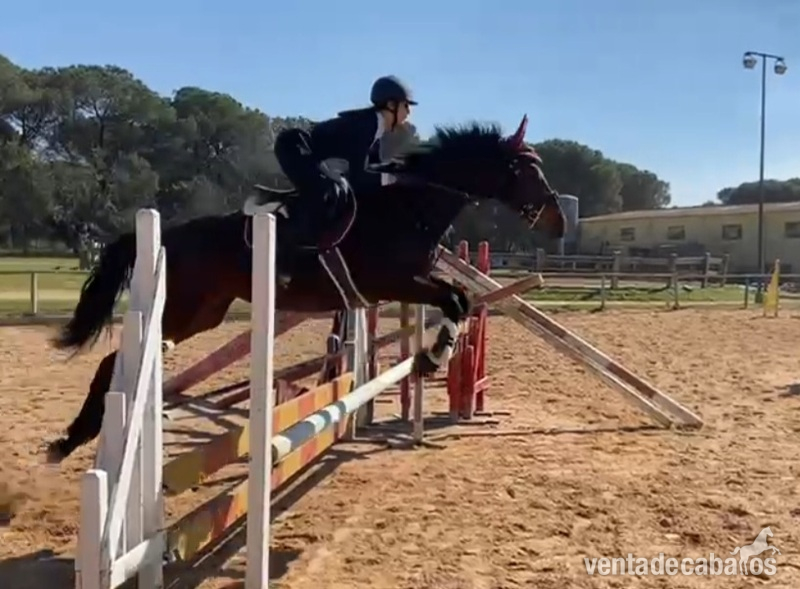 Caballo de salto  in 