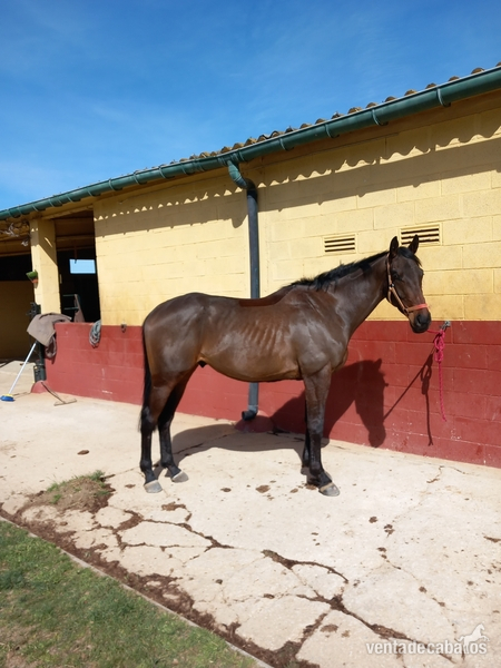 Caballos Capados Purasangre - Caballo de salto 