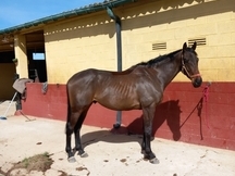 Caballo de salto