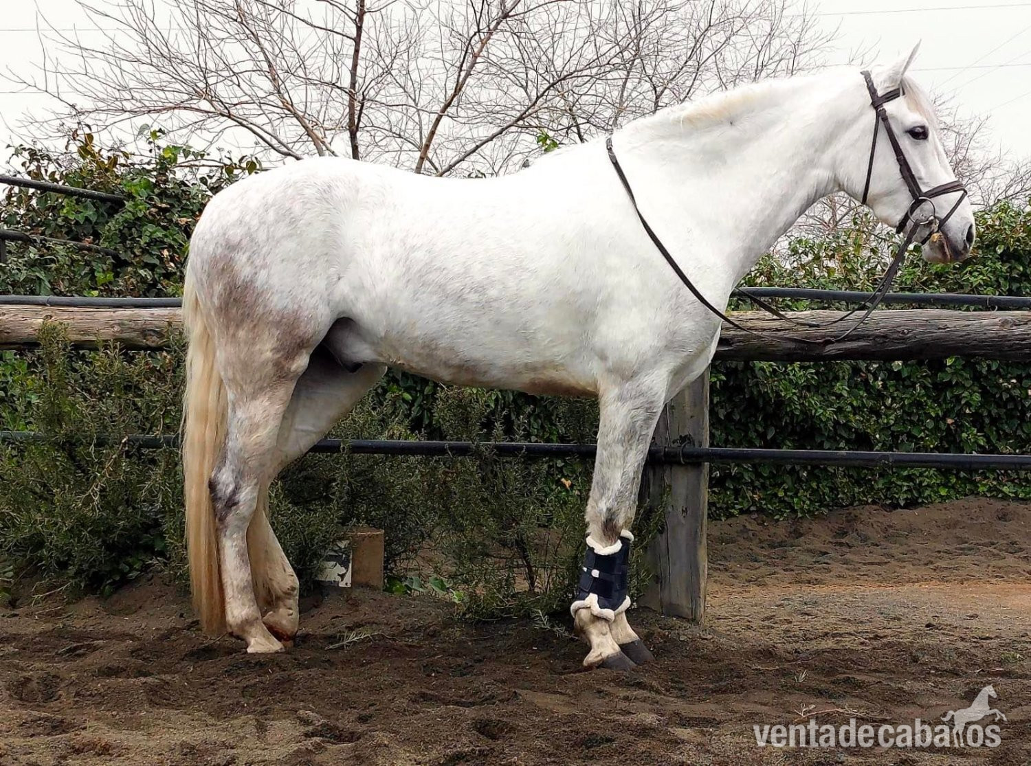 BUSCO CABALLO DE SALTO PARA NIÑA in 