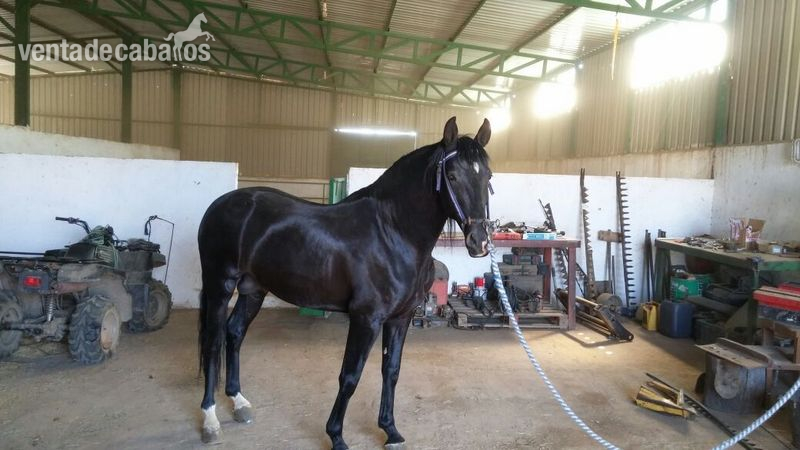 Caballo pre 4 años in 