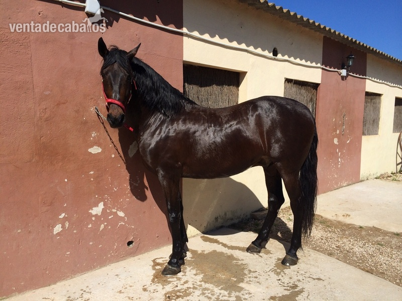Espectacular Caballo PRE in 