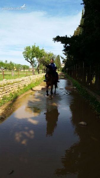 Caballos Pura Raza Española (P.R.E.) Otros - Espectacular Caballo PRE