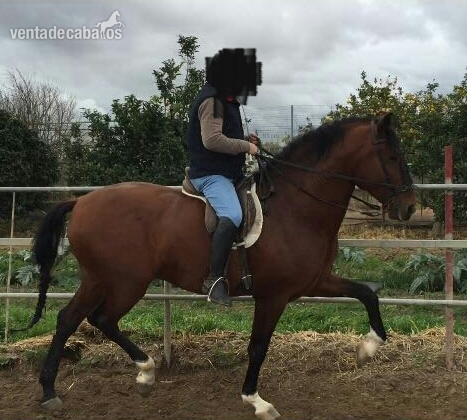 Semental JenofonteVI en venta in 