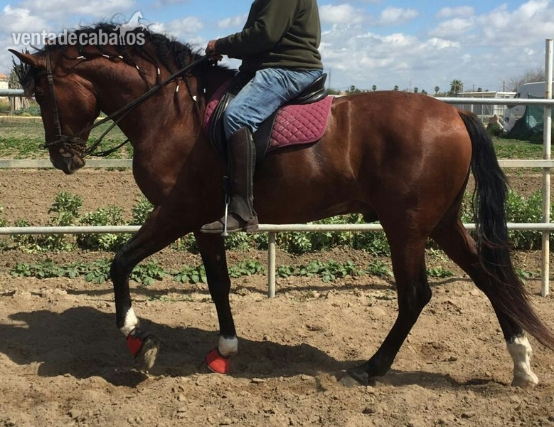Pura Raza Española {TYPE}
