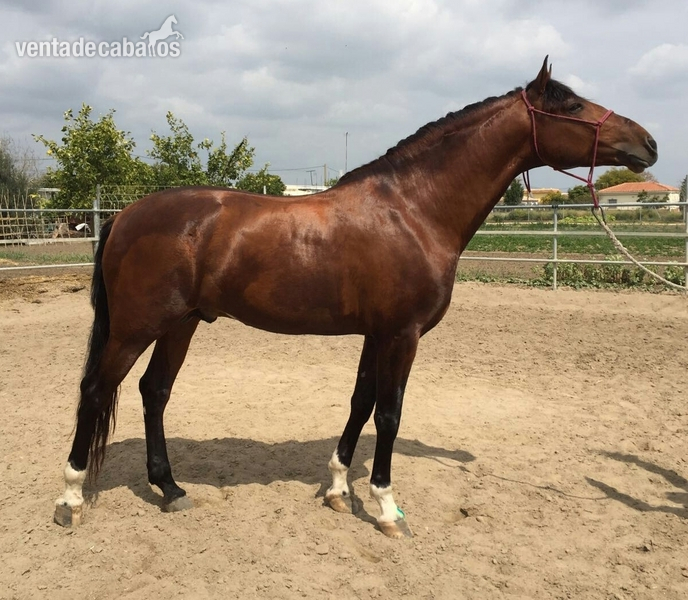 Caballos Pura Raza Española (P.R.E.) Pura Raza Española - Semental JenofonteVI en venta