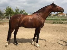 Semental JenofonteVI en venta