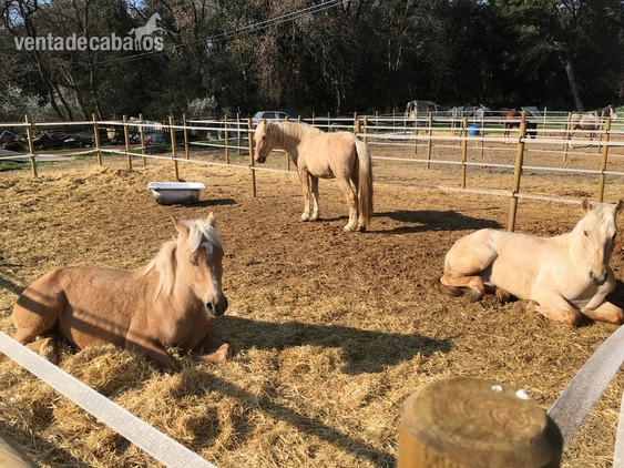 VENDO pony D in 
