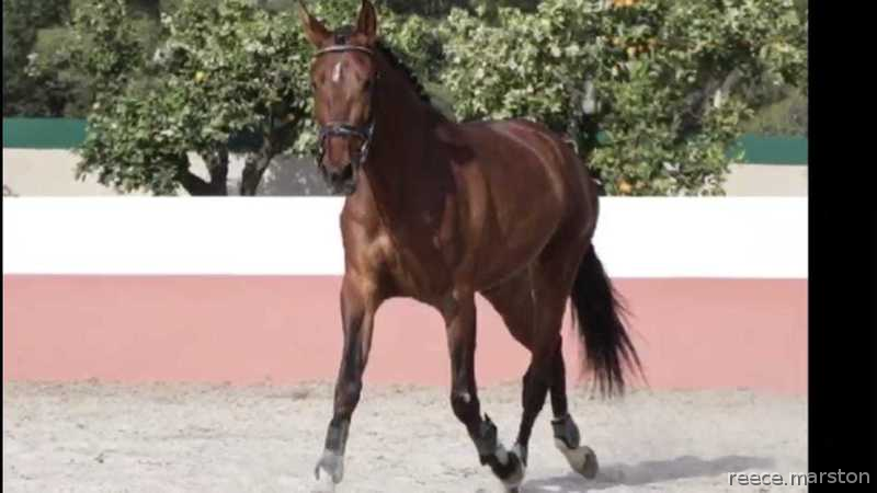 Cruzado