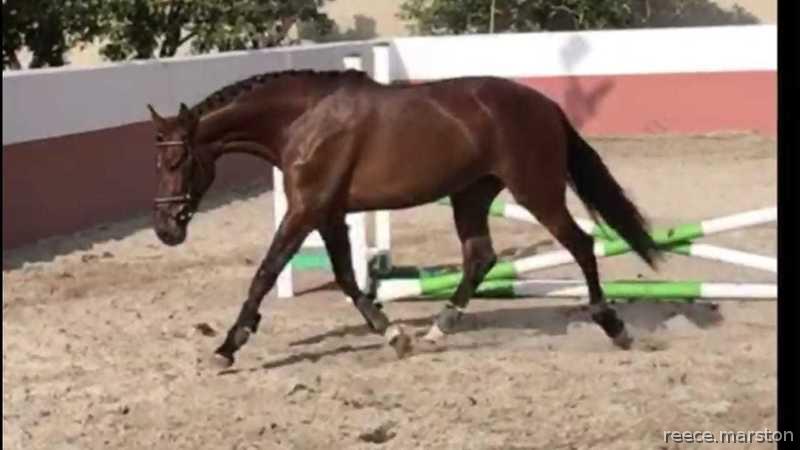 Cruzado {TYPE}