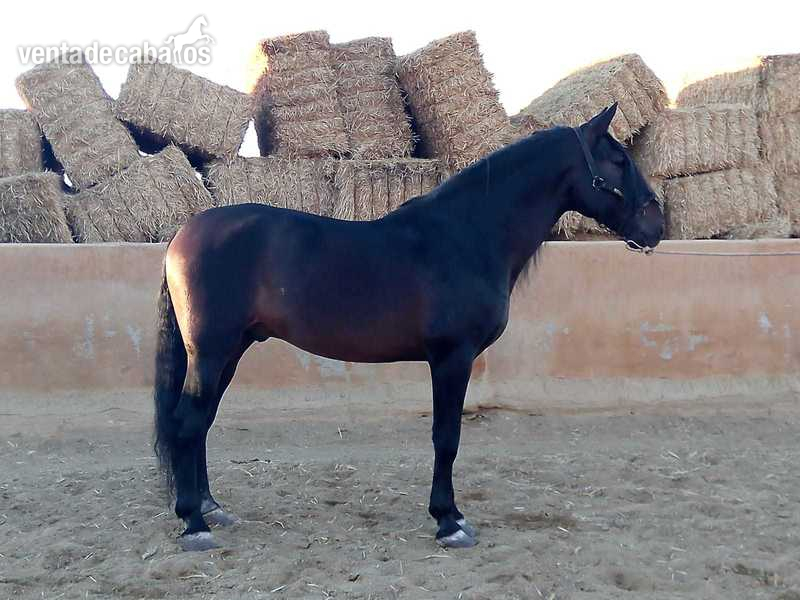 Caballo pura raza SEMENTAL acreditado en ANCE in 