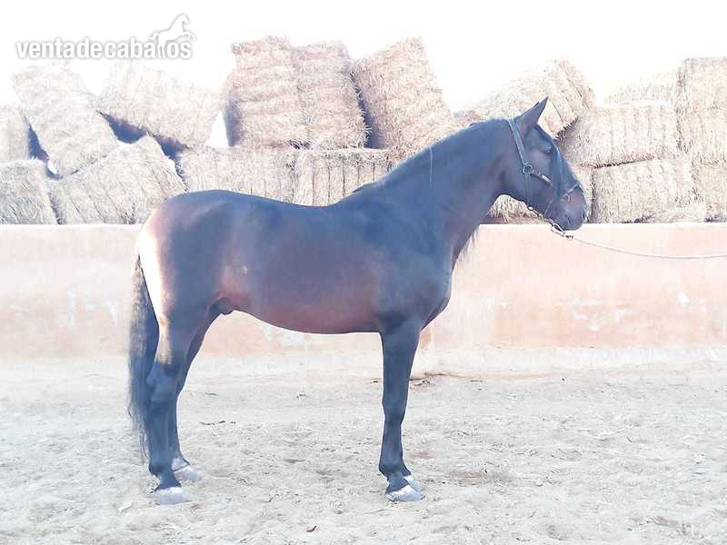Pura Raza Española