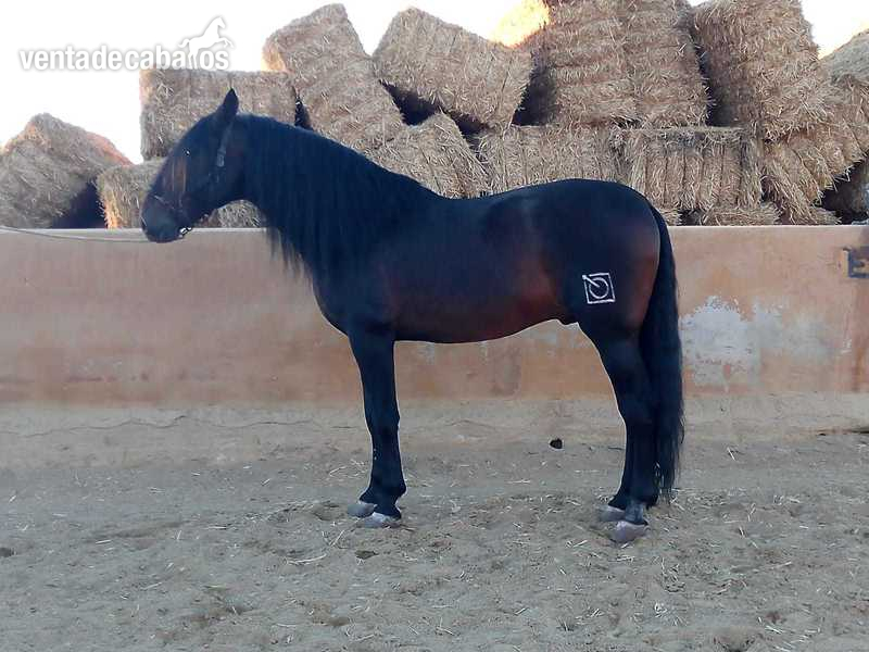Pura Raza Española {TYPE}