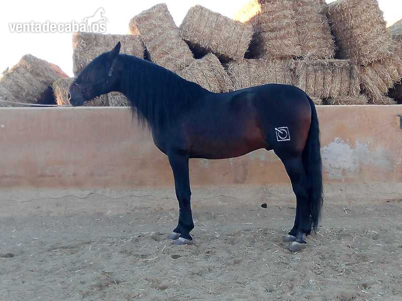 Caballos Pura Raza Española (P.R.E.) Pura Raza Española - Caballo pura raza SEMENTAL acreditado en ANCE
