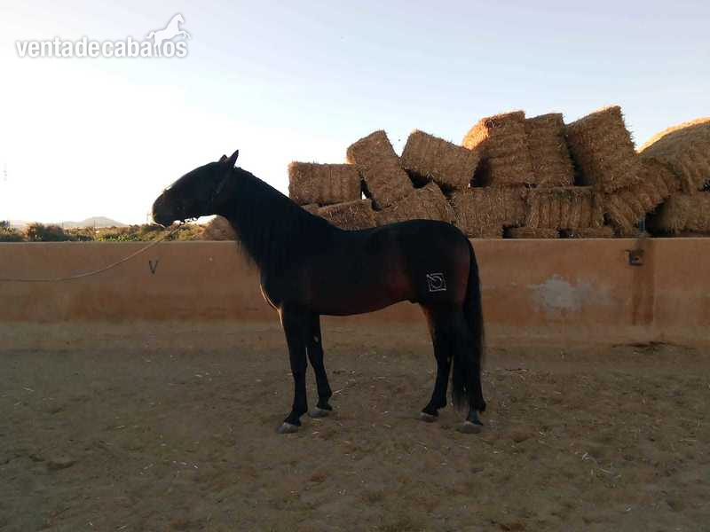 Caballo pura raza SEMENTAL acreditado en ANCE - Caballos Pura Raza Española (P.R.E.) Pura Raza Española