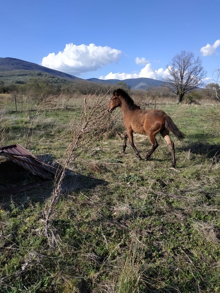 Potros pre - potro castaño pre