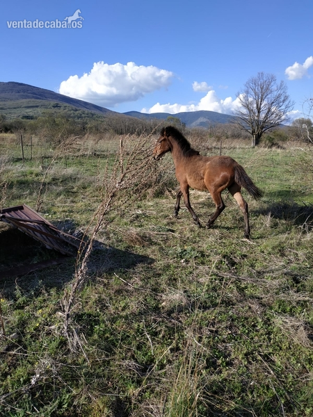 Potros pre - potro castaño pre
