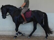 Semental pre para cubriciones