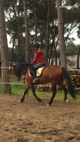 VENDO caballo español in 