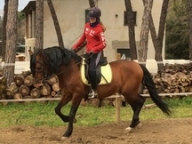 VENDO caballo español