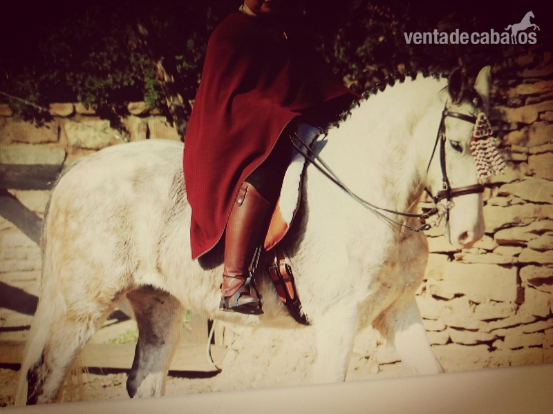 OPORTUNIDAD CABALLO ESPAÑOL in 