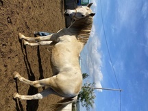 Caballo PRE ENTERO